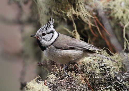 Crested Tit