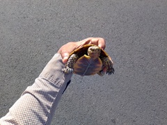 Rhinoclemmys rubida rubida