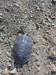 Rhinoclemmys rubida rubida