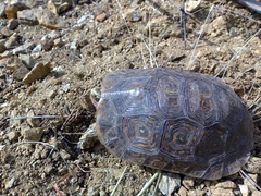 Rhinoclemmys rubida rubida