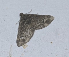 Eucymatoge peplodes