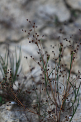 Juncus tenageia