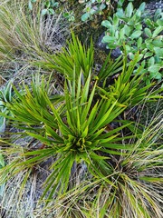 Aciphylla horrida