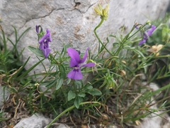 Viola dubyana