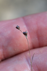 Juncus tenageia