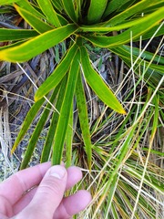 Aciphylla horrida