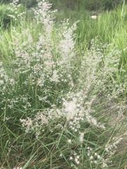 Melinis repens image