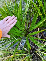 Aciphylla horrida
