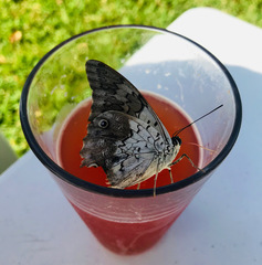 Prepona laertes octavia