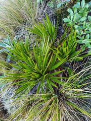 Aciphylla horrida