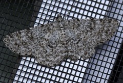 Thallogama corticola