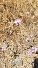 Lessingia hololeuca
