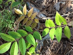 Wisteria frutescens