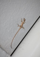 Anolis sagrei