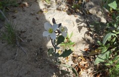 Nerisyrenia camporum