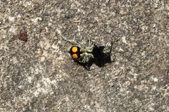 Hoplomutilla spinosa