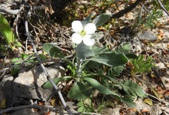 Nerisyrenia camporum