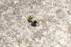 Hoplomutilla spinosa