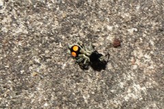 Hoplomutilla spinosa