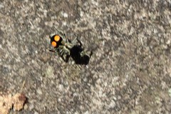 Hoplomutilla spinosa