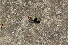 Hoplomutilla spinosa