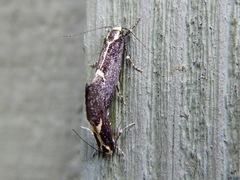 Polix coloradella