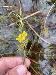 Ludwigia linifolia