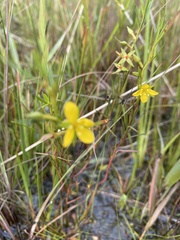 Ludwigia linifolia