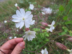Behenantha