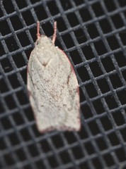 Euchaetis inceptella