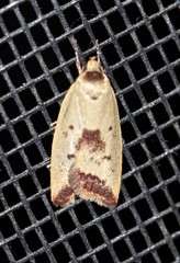 Ageletha elaeodes