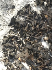 Lathagrium undulatum