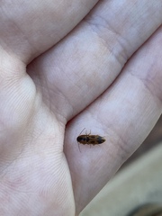 Aeolus mellillus