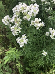 Pycnanthemum verticillatum