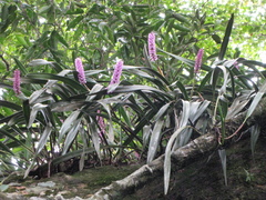 Arpophyllum giganteum
