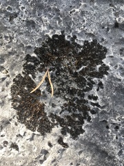 Lathagrium undulatum