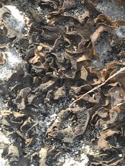 Lathagrium undulatum