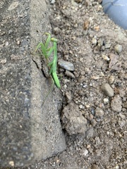 Hierodula patellifera patellifera