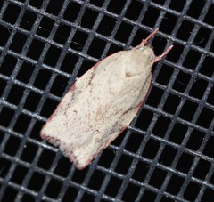Euchaetis inceptella