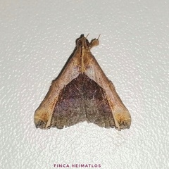 Palthis argenteicincta