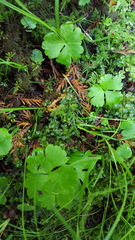 Ranunculus lapponicus