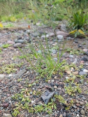 Eragrostis pectinacea pectinacea