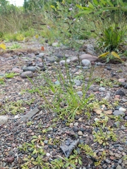 Eragrostis pectinacea pectinacea