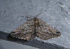 Zermizinga indocilisaria