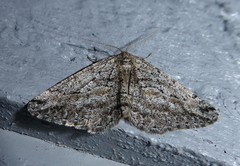 Zermizinga indocilisaria