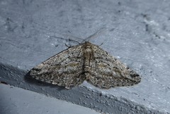 Zermizinga indocilisaria