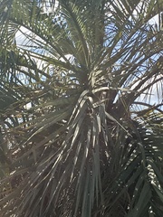 Butia odorata