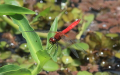 Aethriamanta nymphaeae