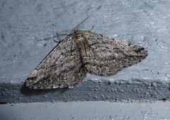 Zermizinga indocilisaria