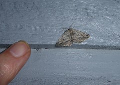 Zermizinga indocilisaria